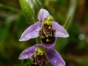 A photo of Ophrys apifera