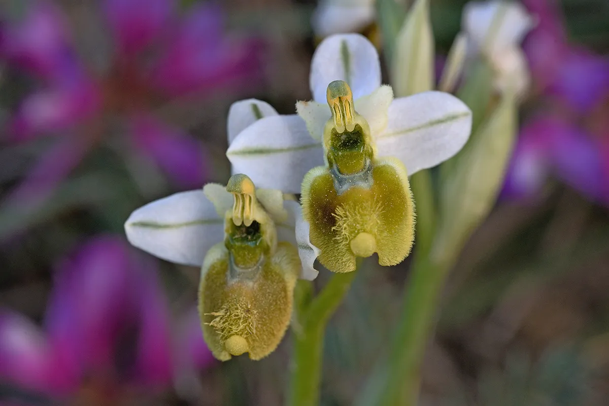 Una foto di Ophrys tenthredinifera