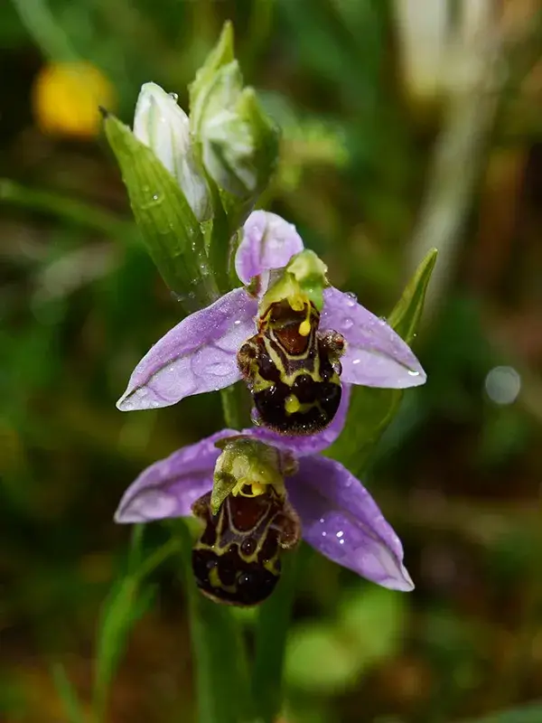 Una foto di Ophrys apifera